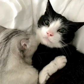 のんちゃんが撮ったペロペロ動画の画像
