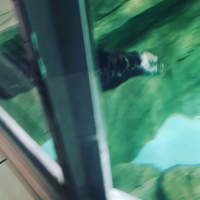 オンライン無料講座前にラッコちゃんで癒され中！薬剤師が教えるメディカルアロマ基礎＆アロマを仕事にの画像