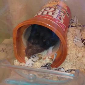 ウンチ飛ばしの画像