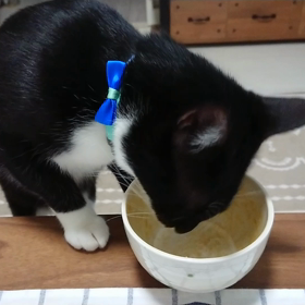 舐め猫チョロ。の画像