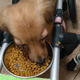 我が家のあれこれ　〜食欲旺盛〜の画像