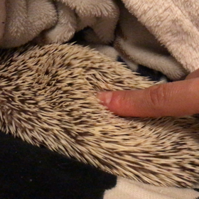 もみもみの画像