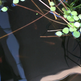 メダカの晩秋の画像