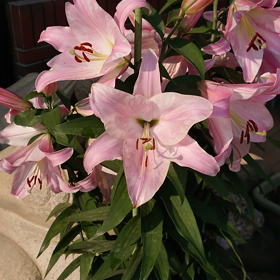 満開に咲き誇る姿の画像