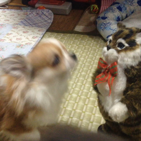 おもちゃに吠えるケン太君の画像