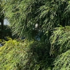 また羽根の画像