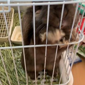 ラーメンみたいな名前のうさぎの画像