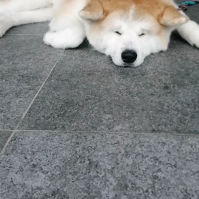 増々充実未来丸脚側歩行‼️前に行かず、後ろ過ぎずリードは緩んで元気にお散歩‼️絶えず声かけ、の画像