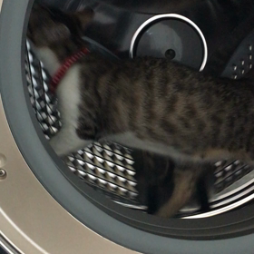 エコなネコ発電の画像