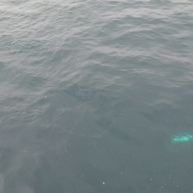 4/7(水)、4/8(木)遠征ジギング&キャスティング募集中ですの画像