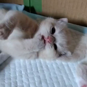 眠いですの画像