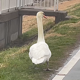 雨の日の白鳥の画像