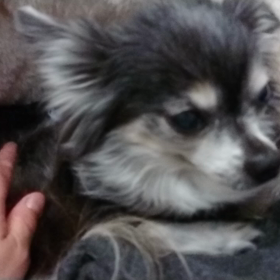 ココ不調の画像