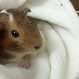 替えたいけど替えれないの画像