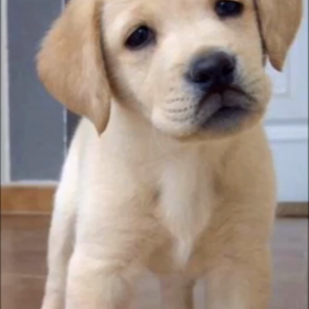 犬、、、の画像