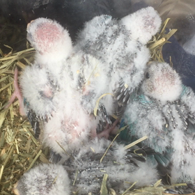 美声インコの雛の画像