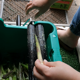 たけのこ剥き自作の画像