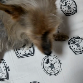 チョコの咳の画像