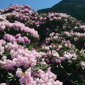 しゃくなげ(動画)の画像