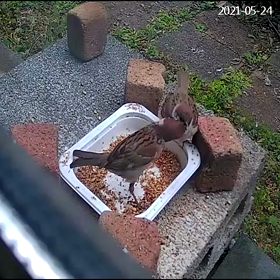 雀の親子の画像