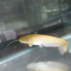 ご無沙汰しておりますの画像