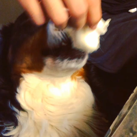 グーフィーの画像