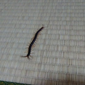 ムカデさんの画像