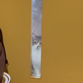 動画実験の画像