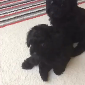 まだまだ小ちゃい頃の画像