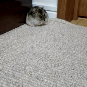 今日も毛づくろいの画像