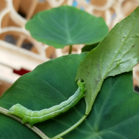 今朝のお客様の画像
