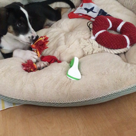 Kona:宝塚を観るの画像