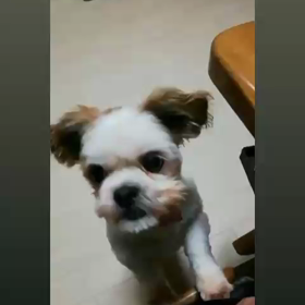 星に願いを・・・の画像