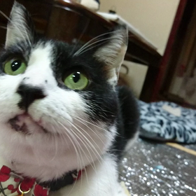 またまた、らくろの動画の画像