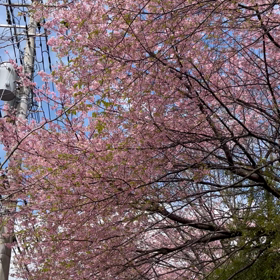 2023.03.02 kin028 率直に表現しましょう。の画像