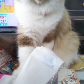 今日もヤギ気分のらぶちゃん(ΦωΦ)の画像