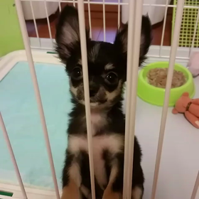 こんなにジャンプできるよ(^o^)の画像