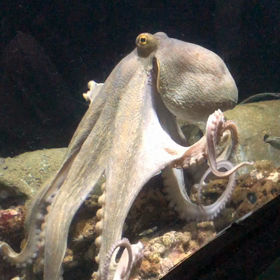 油壺マリンパーク・2の画像