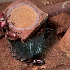 断固夏は終わらせない頑固の画像