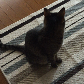 赤いチョビヒゲと  可愛いリクの動画の画像