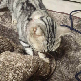 先住猫のフミフミだぁ～い！の画像