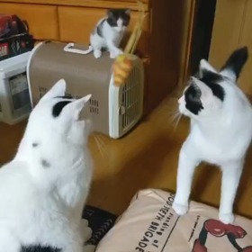 白黒さん達の画像