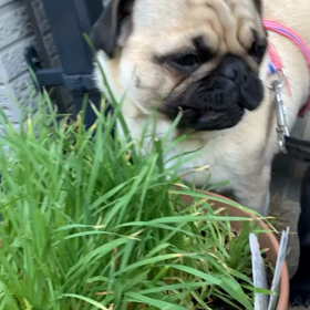 今日のさくらももこの画像