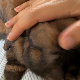 うさぎの「カチカチ」の画像