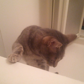 何処までもいっしょの画像