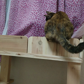 我が家のｸﾗｯｼｭｷﾞｬﾙｽﾞ(ΦωΦ)の画像