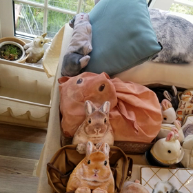 ＳＯＳ企画しあうさ蚤の市。の画像