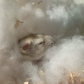 リズム☆の画像