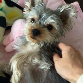 ぺっちゃん。の画像