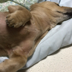 爆睡だよ^ ^の画像